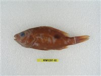 藏品(黑星笛鯛)的圖片